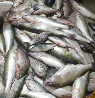 Изъято 258 кг рыбы