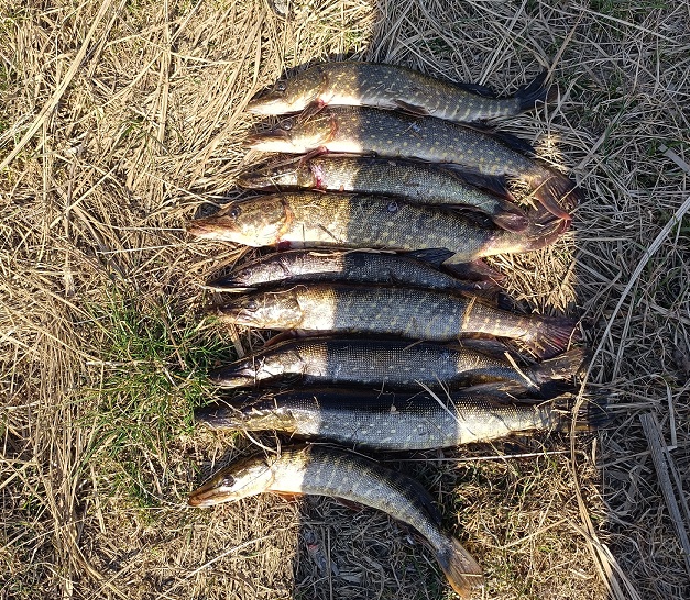 Изъято 88 кг водных биоресурсов