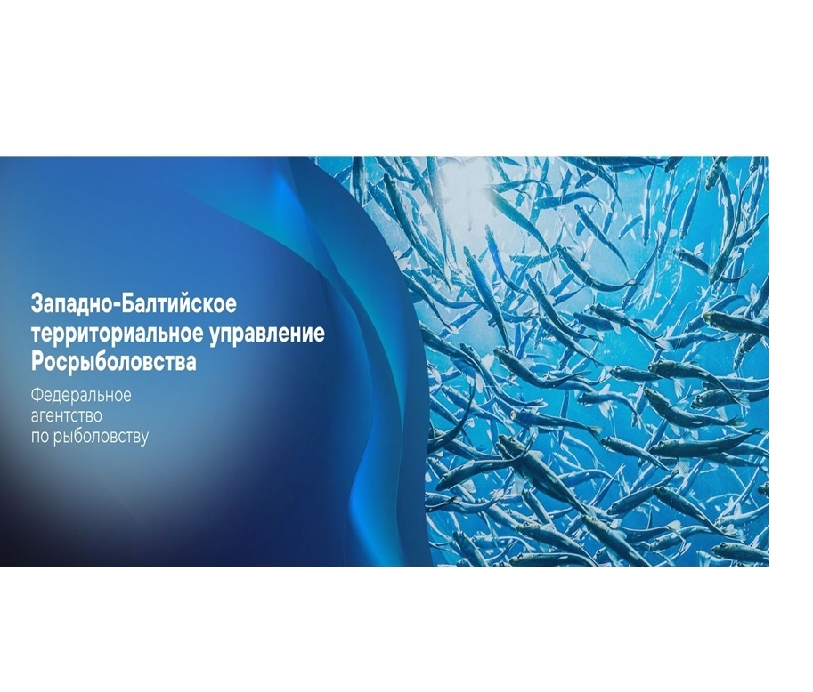Информационный канал ЗБТУ