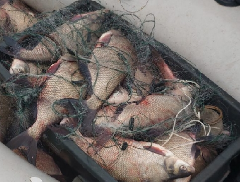 Изъято 71 кг рыбы