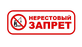 ВНИМАНИЕ, НЕРЕСТ!