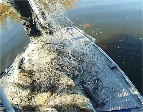 Выявлено 33 административных правонарушений