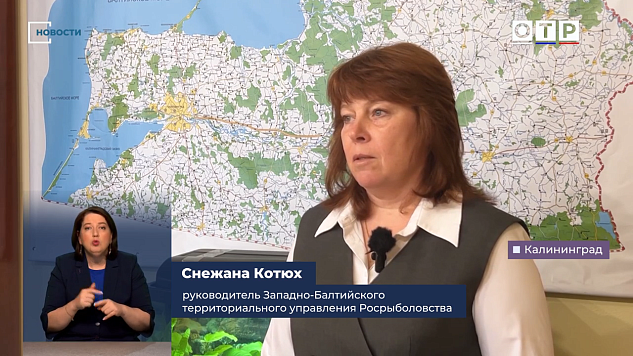 В Калининградской области объяснили дефицит трески в магазинах