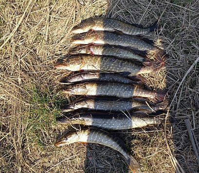 Изъято 88 кг водных биоресурсов