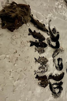 Проведено 34 выездных обследований