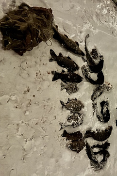 Проведено 34 выездных обследований