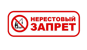 ВНИМАНИЕ, НЕРЕСТ!