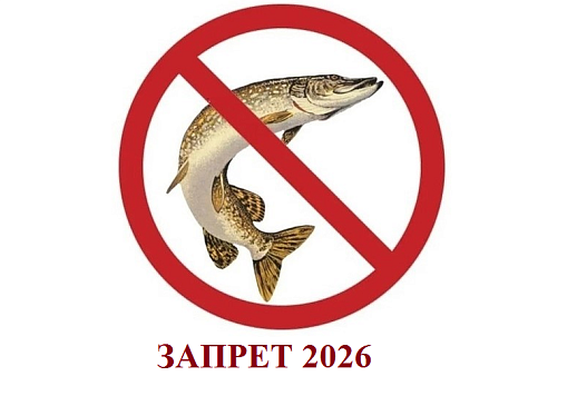 В Калининградской области с 1 февраля начинает действовать запрет  на промысел щуки