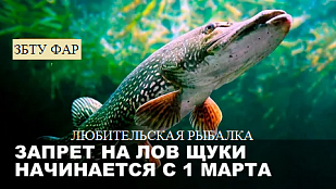 С 1 марта в Калининградской области запретят любительскую рыбалку на щуку